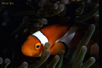 00240012a.jpg