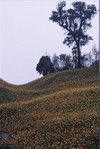 Blue_hills034.jpg