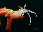 DSC01487s.jpg