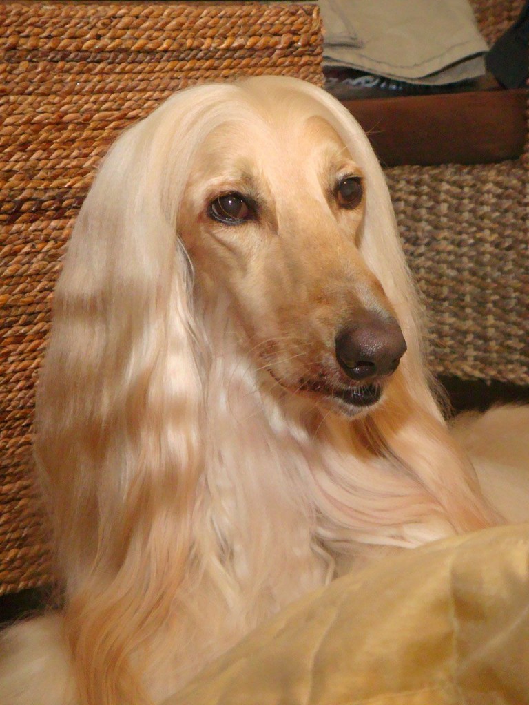 點選圖片以觀看原圖