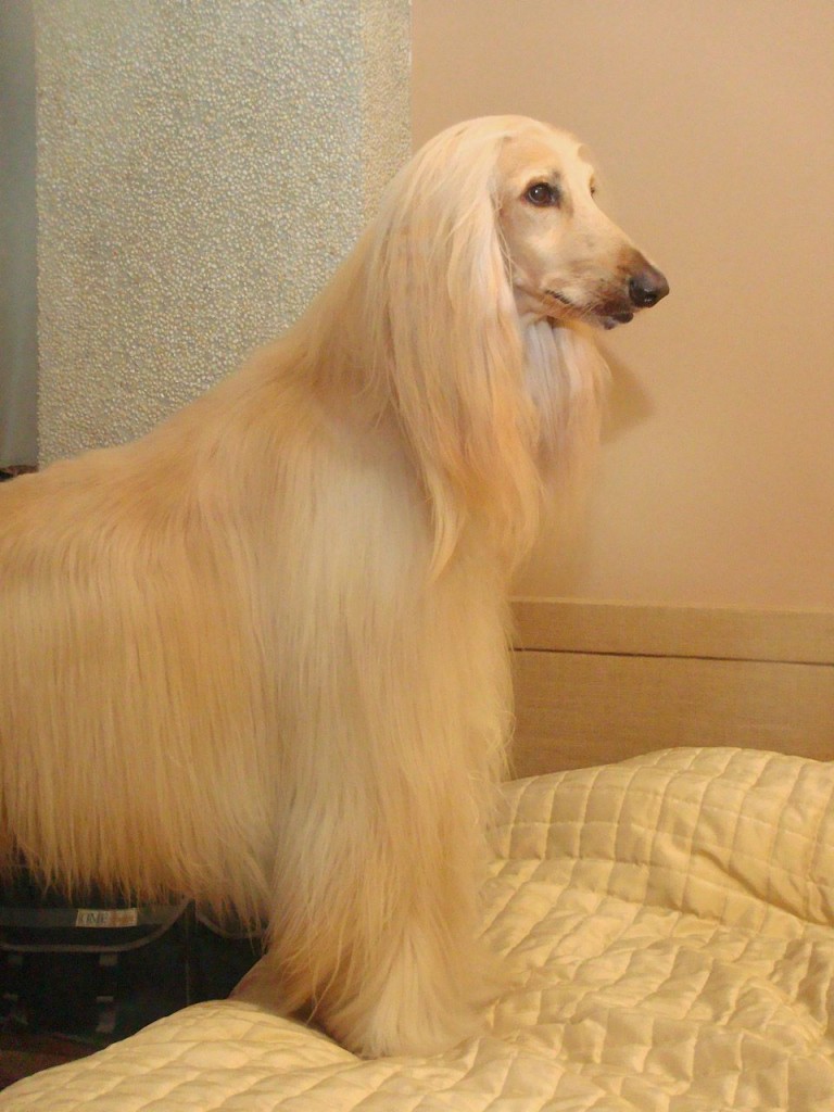 點選圖片以觀看原圖