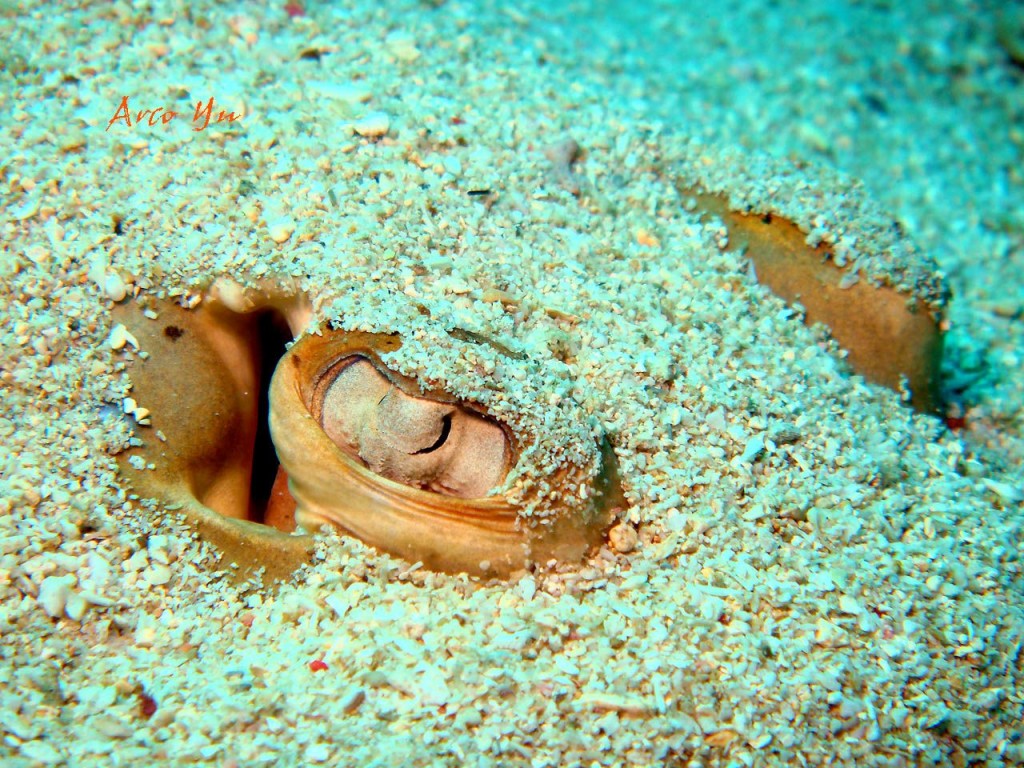 點選圖片以觀看原圖