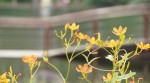DSC00039____.JPG