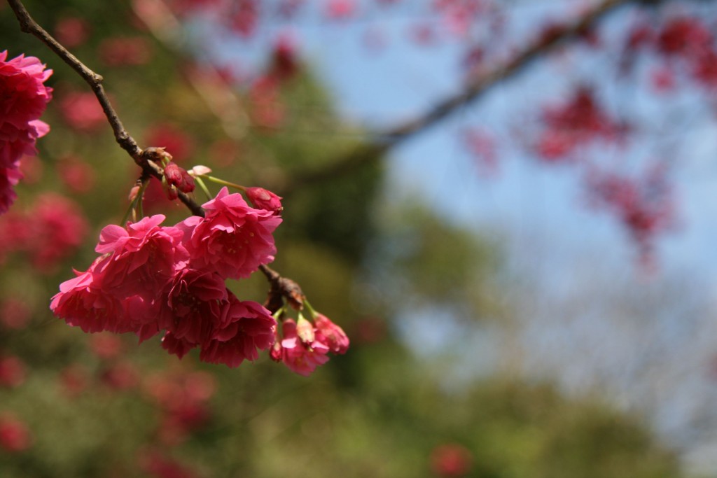 點選圖片以觀看原圖