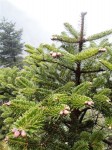 DSC00333.JPG
