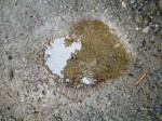 DSC00341.JPG