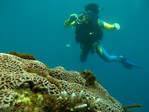 070804Diving01.JPG