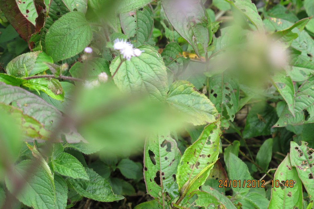 點選圖片以觀看原圖