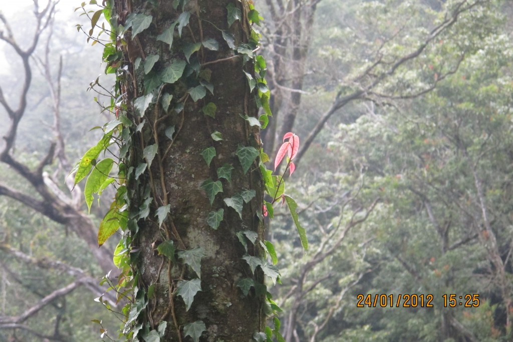點選圖片以觀看原圖