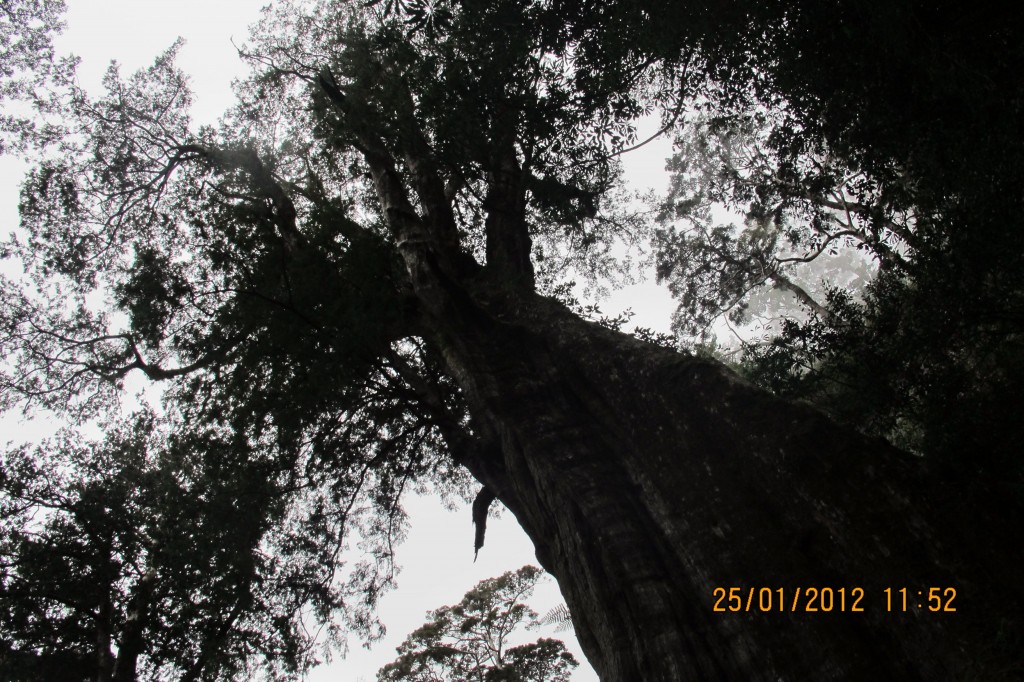 點選圖片以觀看原圖