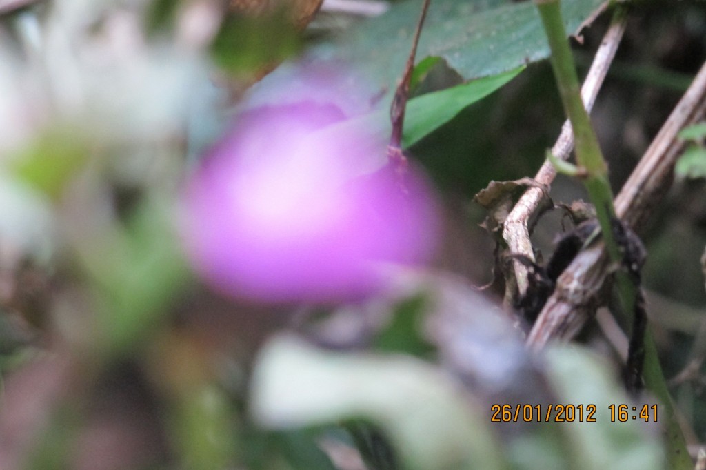 點選圖片以觀看原圖